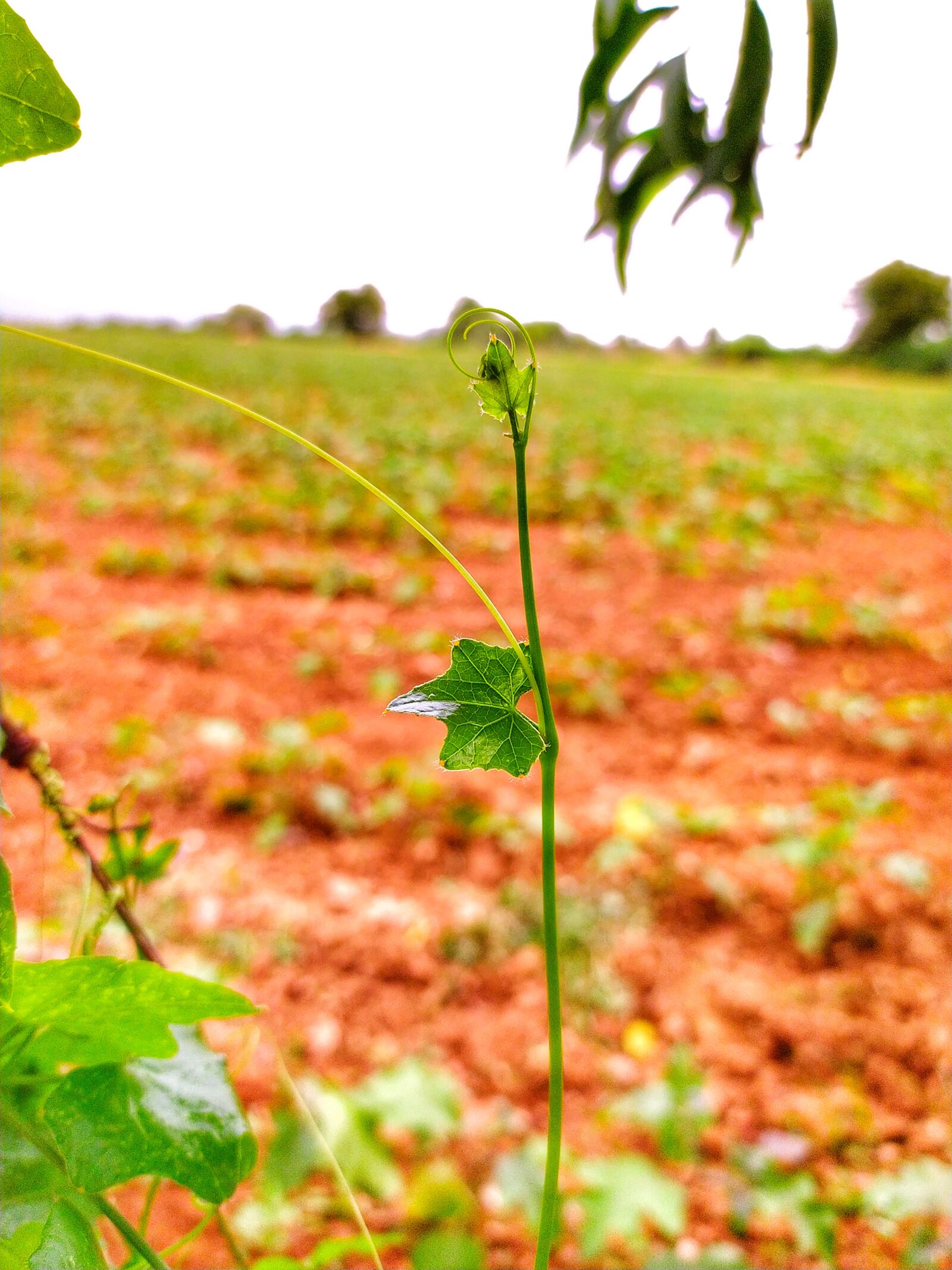 Xiaomi Redmi Note 8 sample photo. Nature, landscape, mobile photography photography