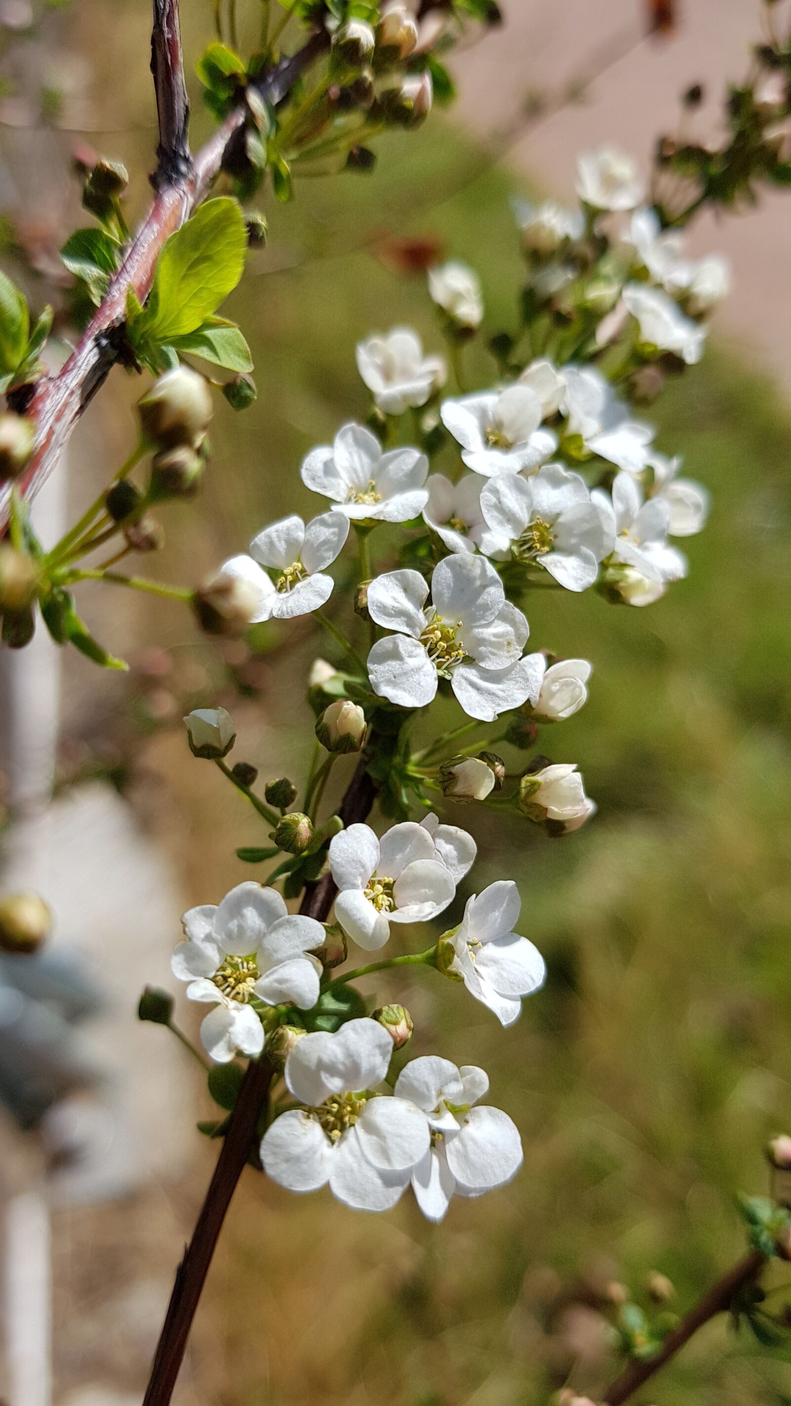 Samsung Galaxy S7 sample photo. Meadowsweet trees, meadowsweet flower photography