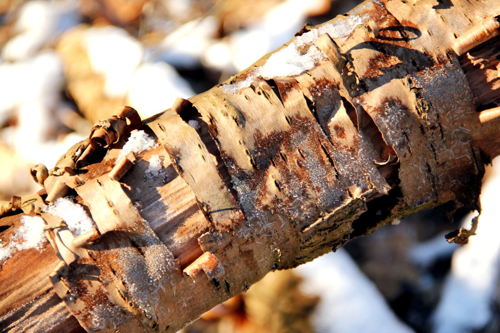 Canon EOS 550D (EOS Rebel T2i / EOS Kiss X4) sample photo. Tree, snow, winter photography
