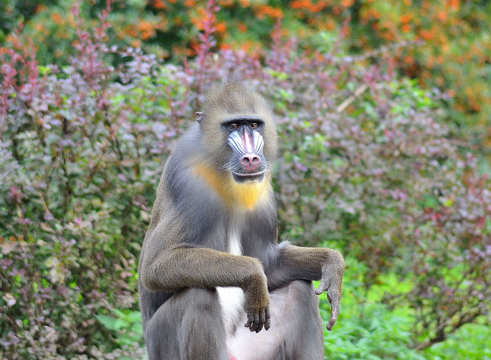 Nikon D5100 sample photo. Animals, monkey, face photography