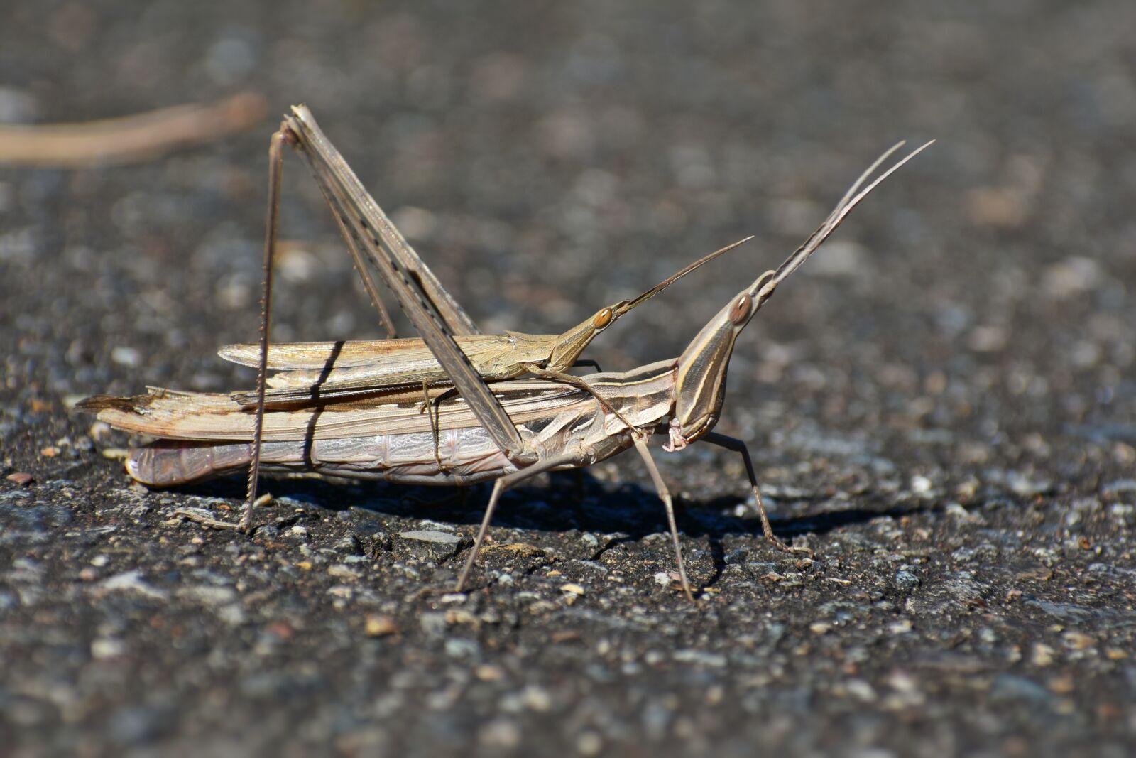 Nikon D7200 sample photo. Natural, landscape, insect photography