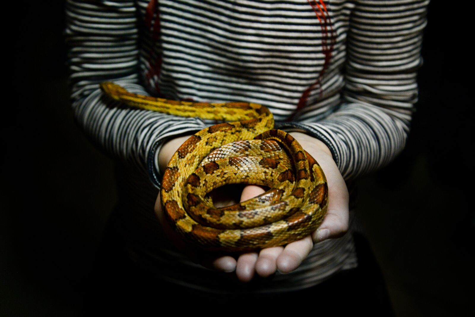 Nikon D610 sample photo. Snake, girl, holding photography