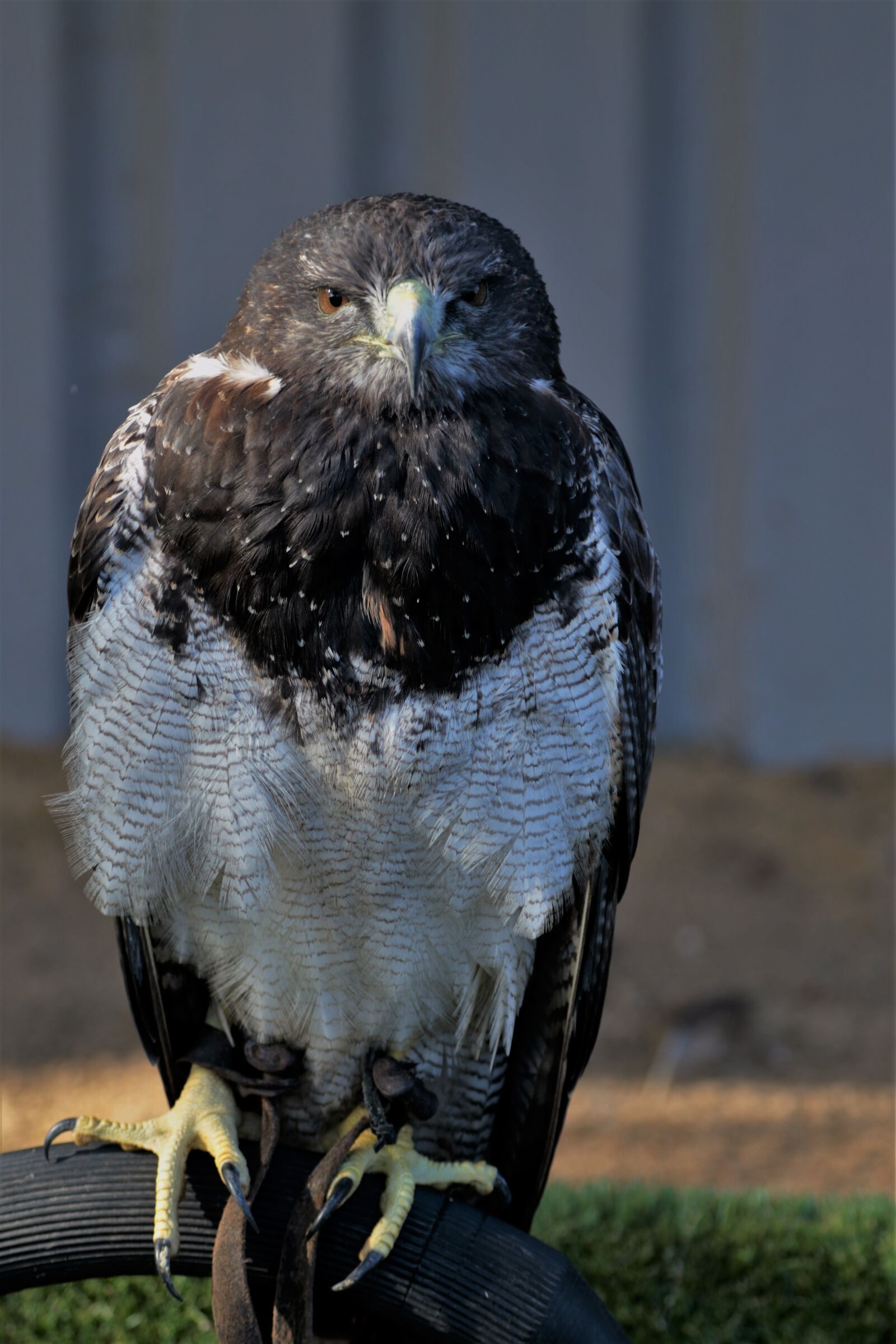 Canon EF 70-300mm F4-5.6L IS USM sample photo. Chilean blue eagle, eagle photography