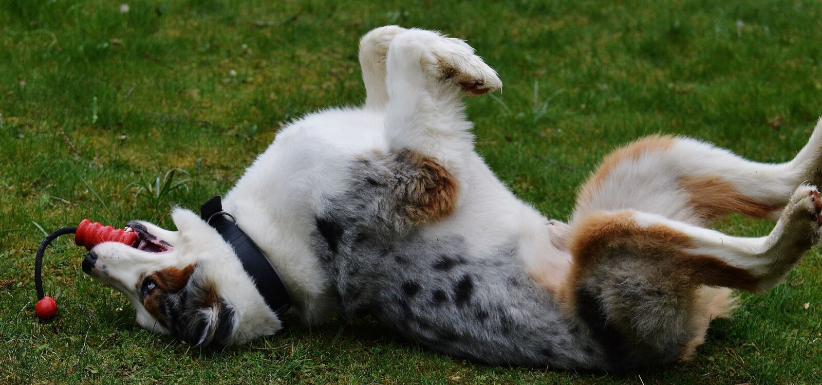 Nikon D3200 sample photo. Dog, play, meadow photography