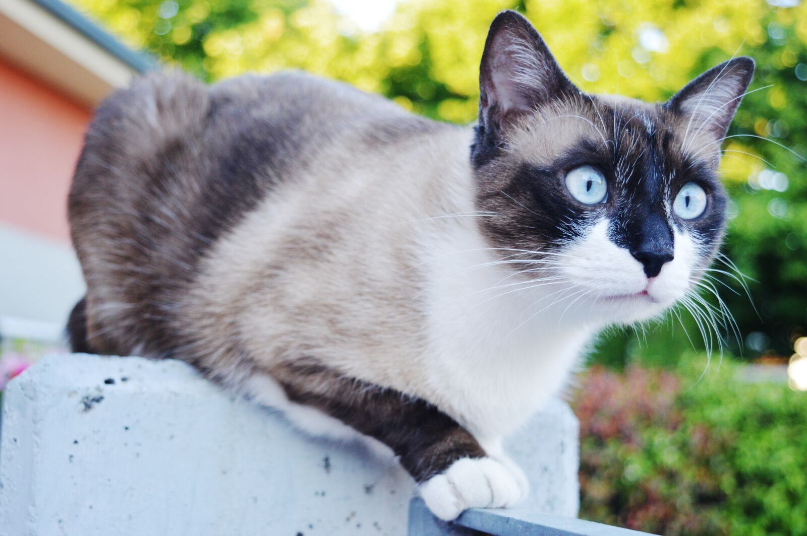 Nikon D3200 sample photo. Cat, eyes, blue photography