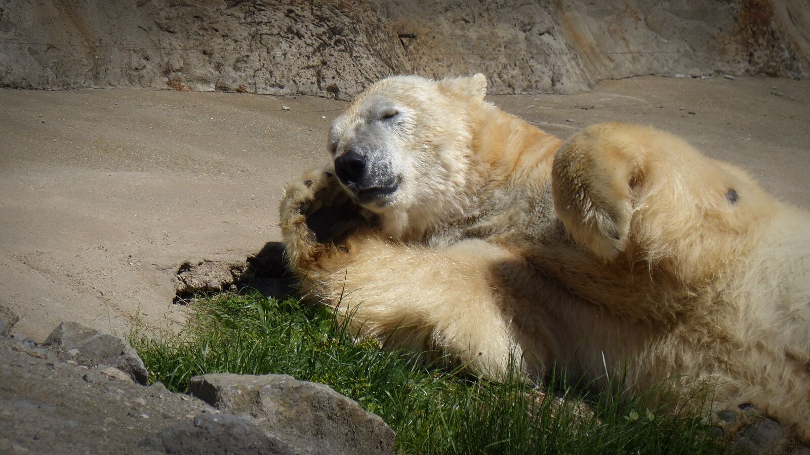 Panasonic Lumix DMC-FZ200 sample photo. Polar bear, sleep, sun photography