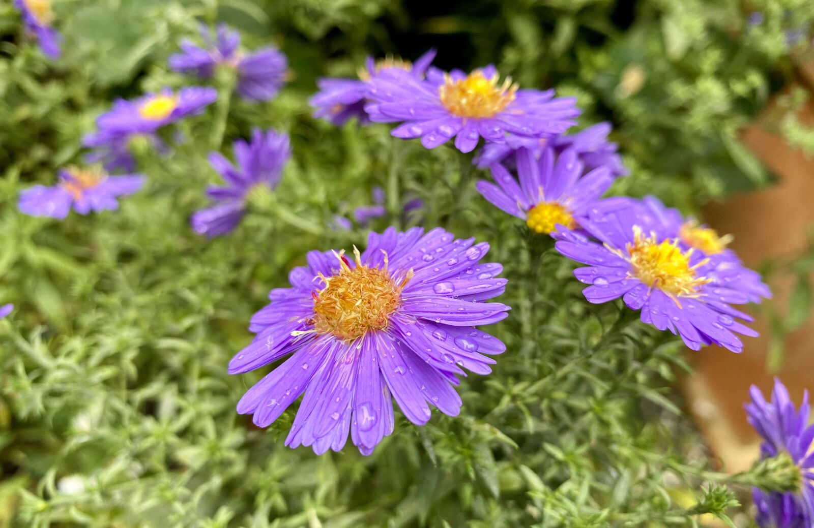 Apple iPhone 11 Pro sample photo. Flowers, nature, spring photography