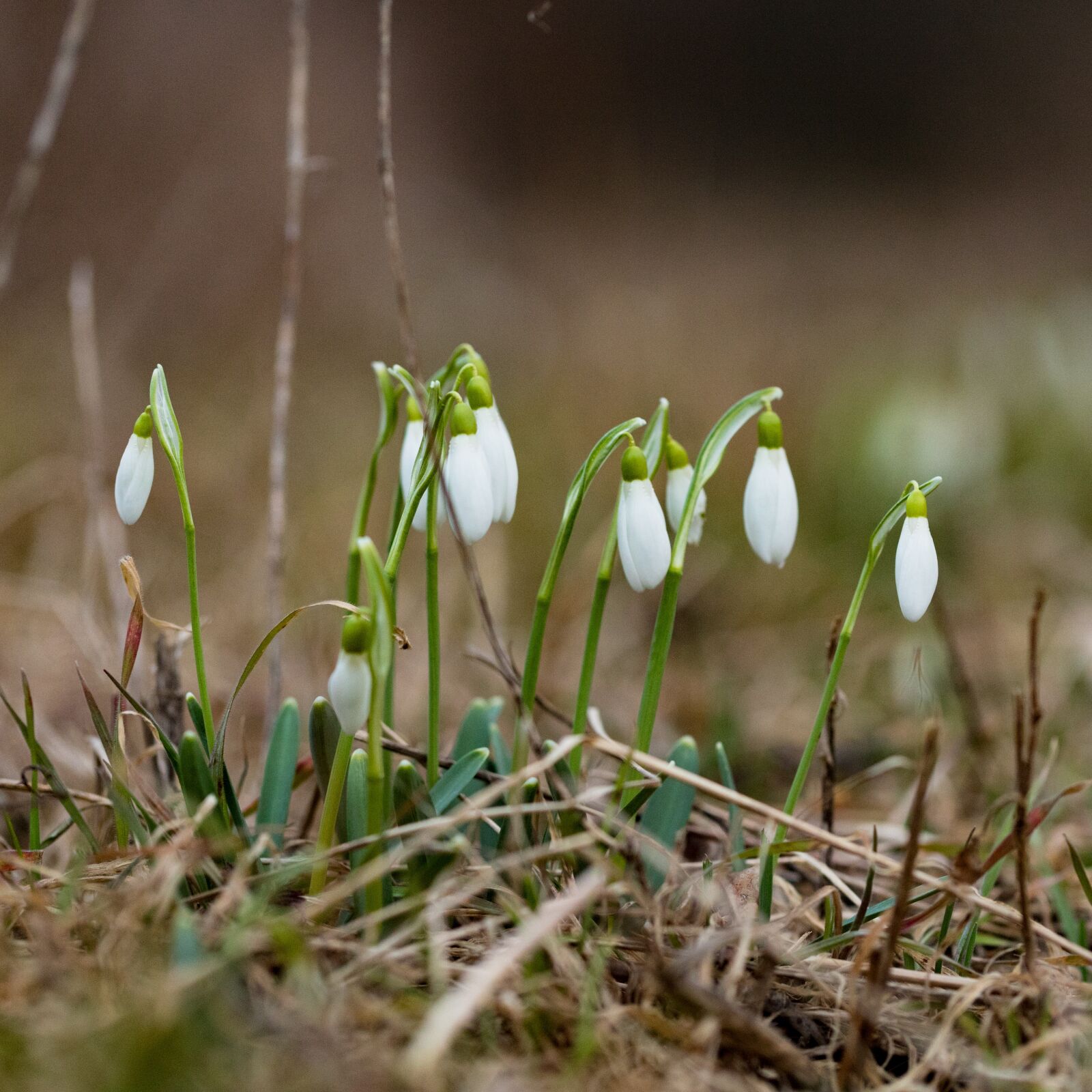 Canon EOS 6D Mark II sample photo. Nature, flowers, protect photography