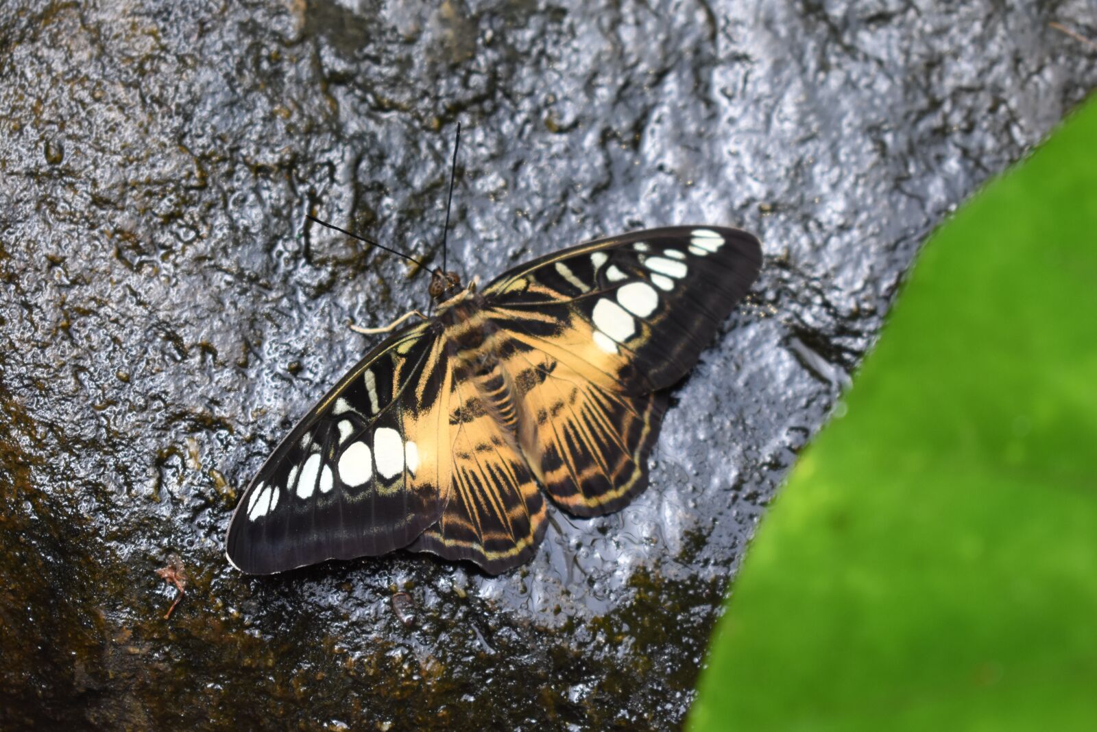 Nikon D3400 sample photo. Butterfly, insect, rock photography
