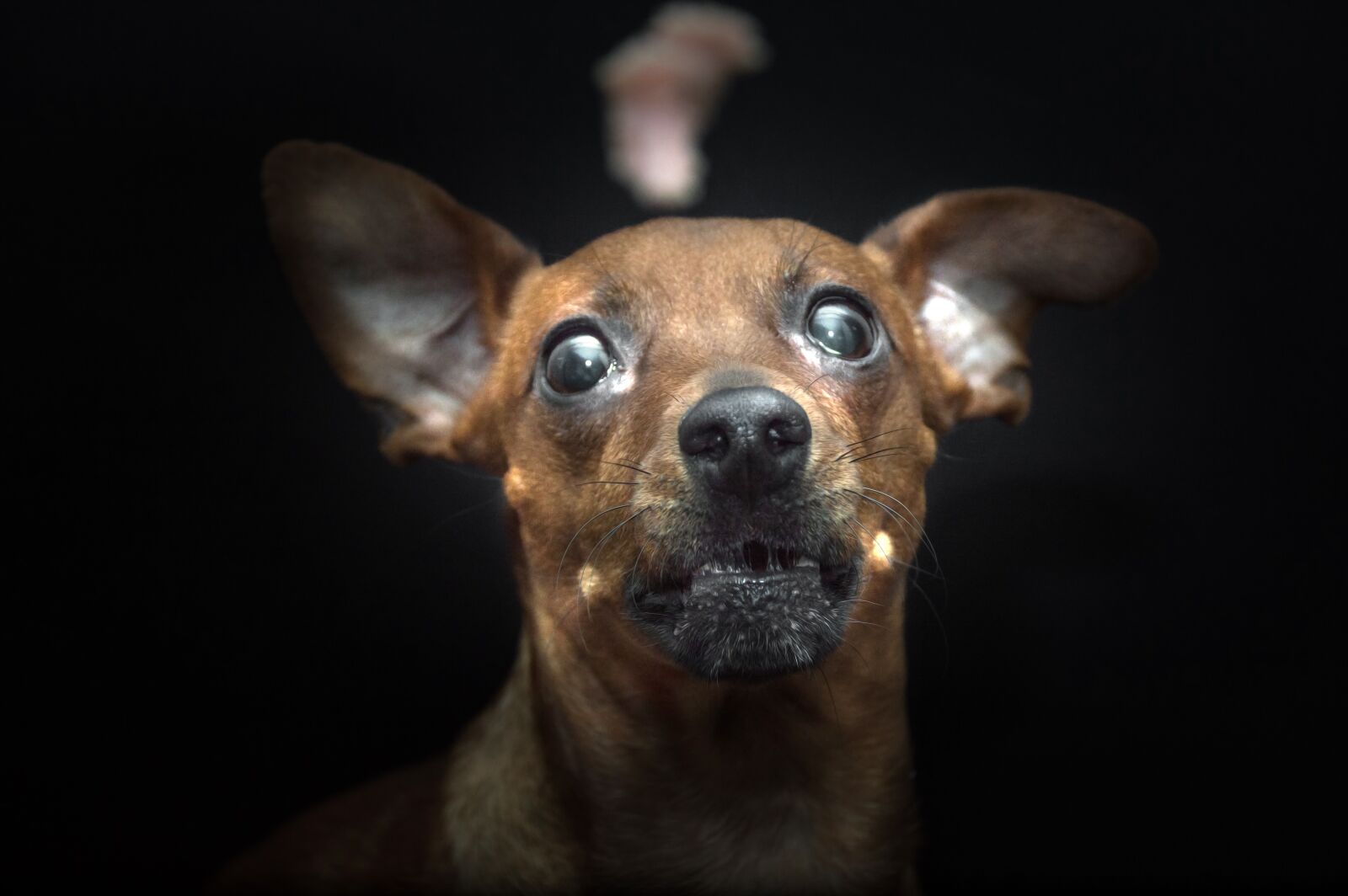 Nikon D3200 sample photo. Dog, pets, animal photography
