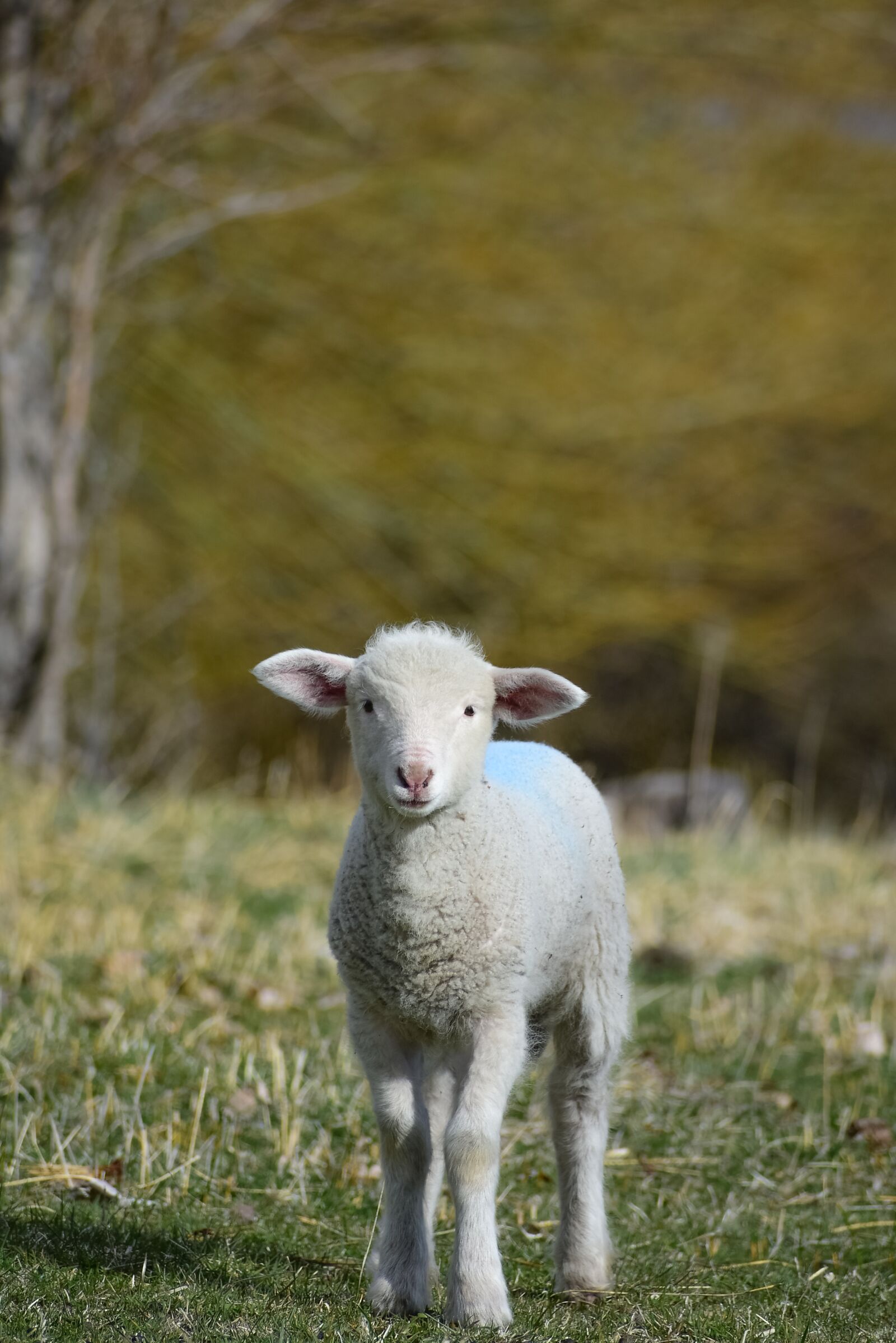 Nikon D3400 sample photo. Lamb, animal, sheep photography