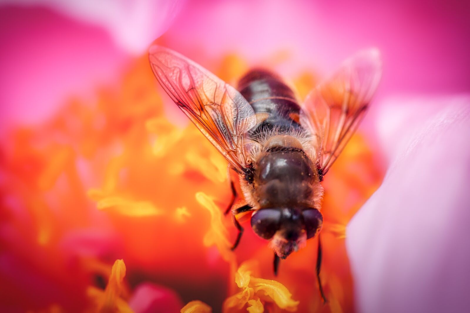 Panasonic Lumix DMC-GX8 sample photo. Bee, hard working, insect photography