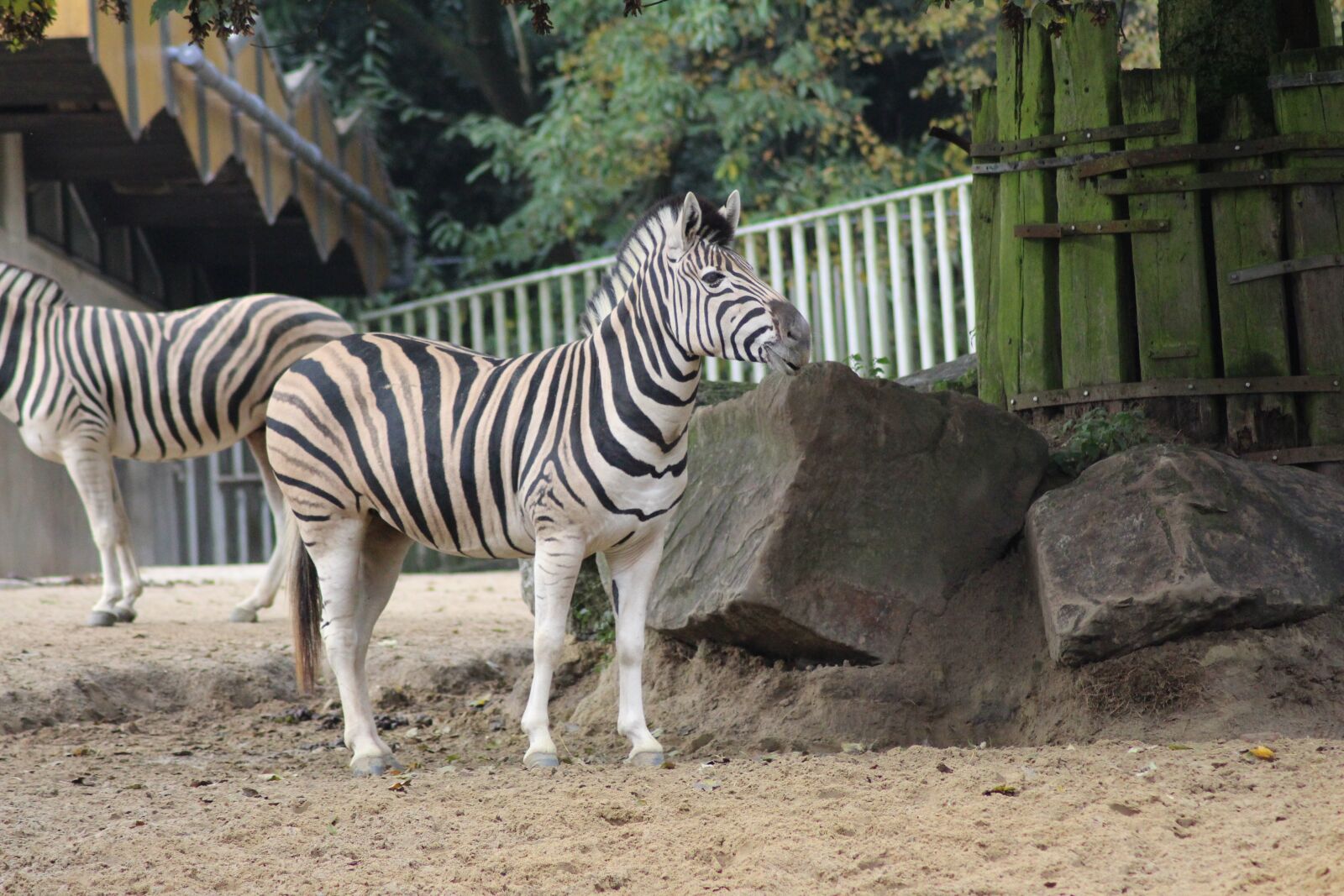 Canon EOS 700D (EOS Rebel T5i / EOS Kiss X7i) sample photo. Zoo, animal, zoo animal photography