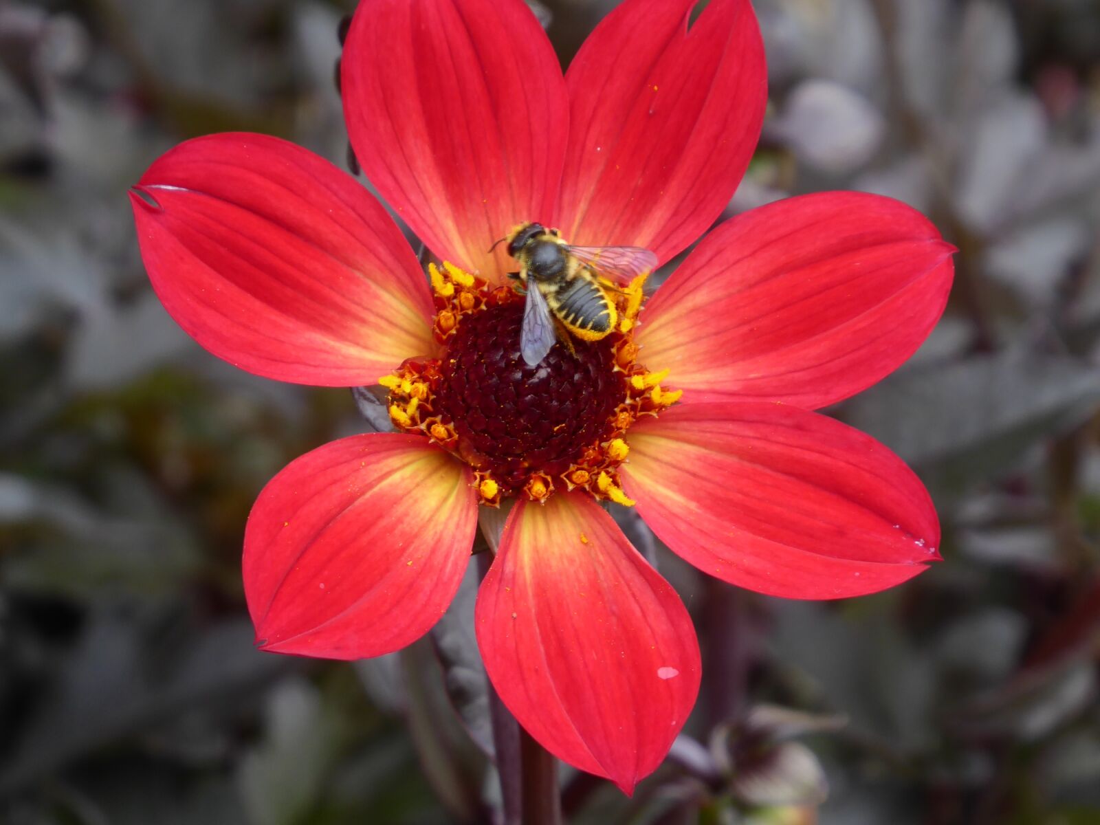 Panasonic DMC-TZ71 sample photo. Flower, bee, insect photography