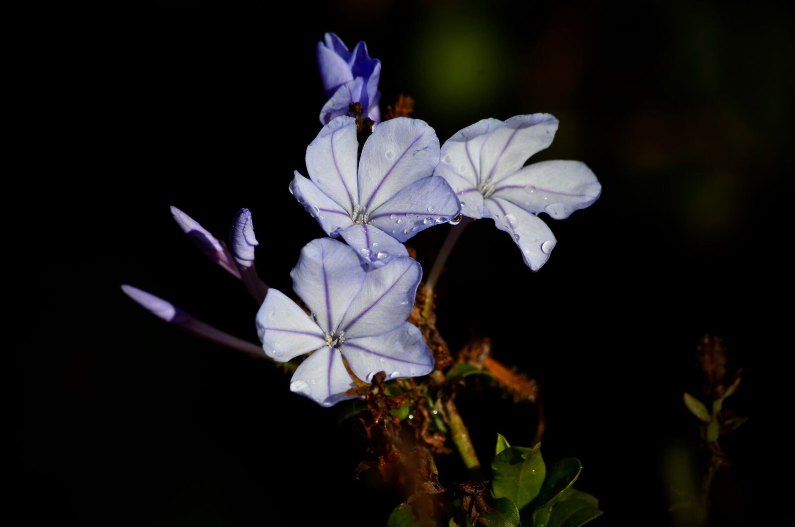 Nikon D7000 sample photo. Blue, flowers, nature photography