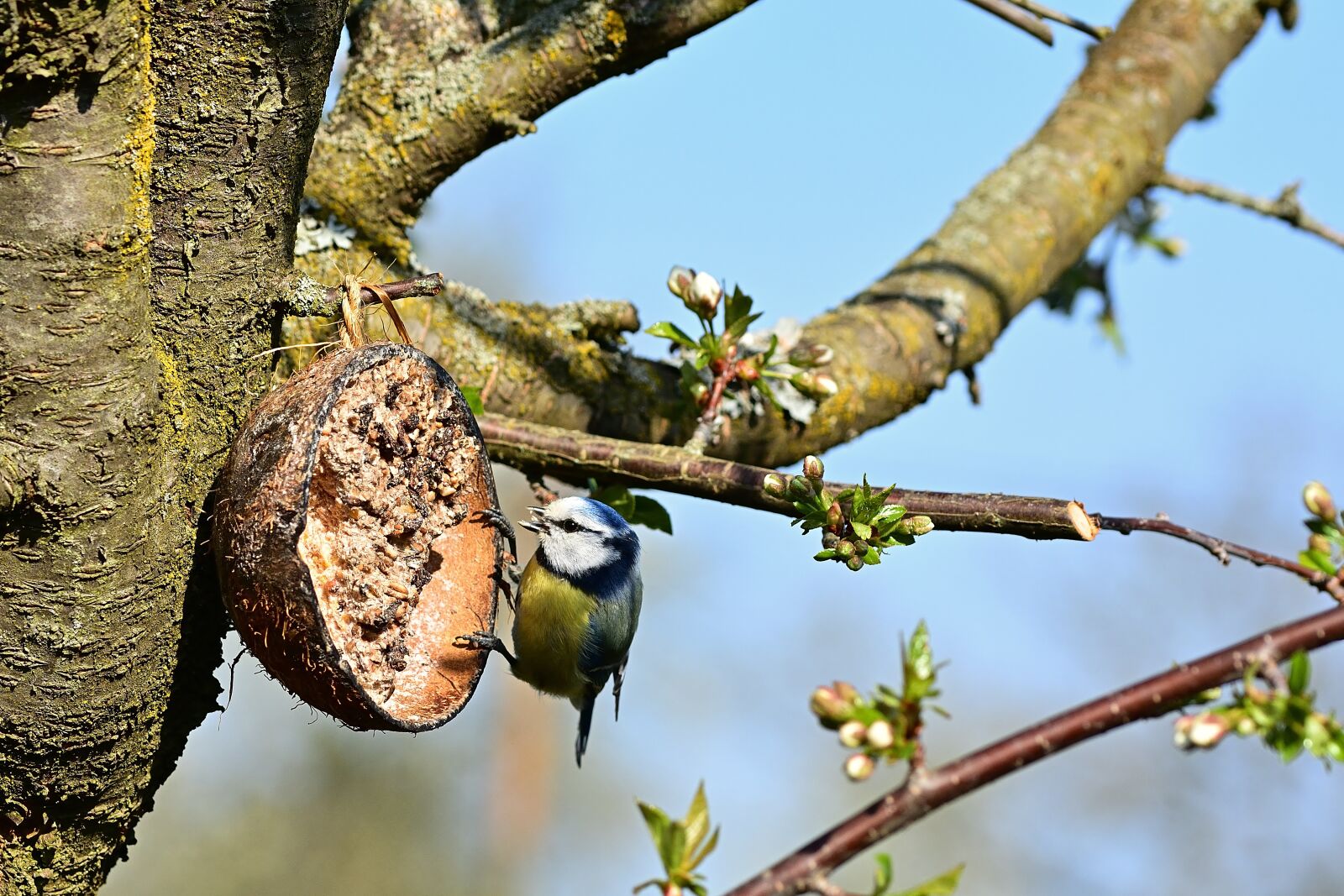 Nikon D5200 sample photo. Garden, blue tit, songbird photography