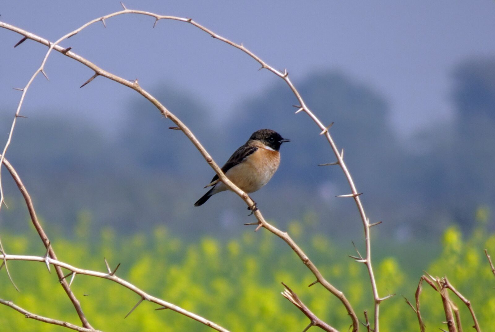 Sony Cyber-shot DSC-HX90V sample photo. Bird, wildlife, avian photography