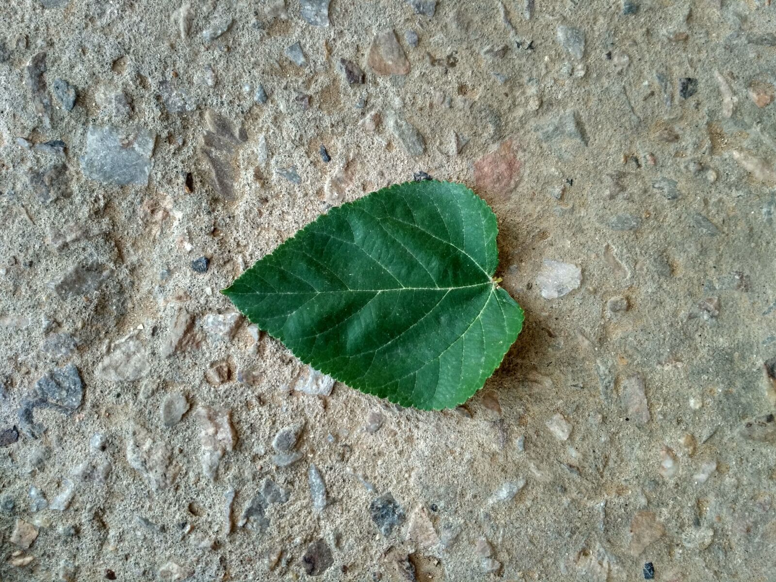 Xiaomi Redmi 3S sample photo. Tree, leaf green, garden photography
