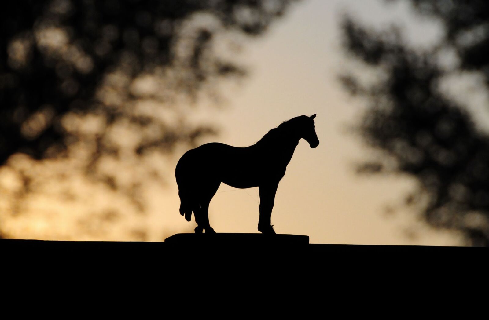 Nikon D300 sample photo. Toy, horse, sunset photography
