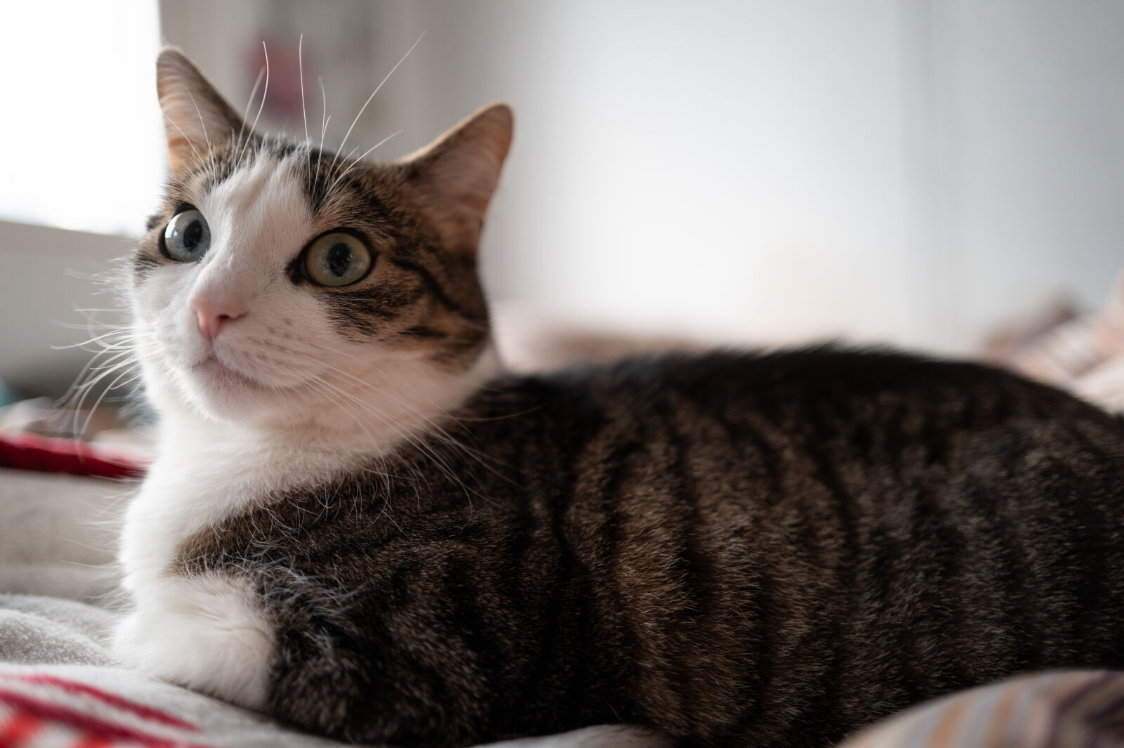 SUMMILUX 1:1.7/28 ASPH. sample photo. Cat wonder photography