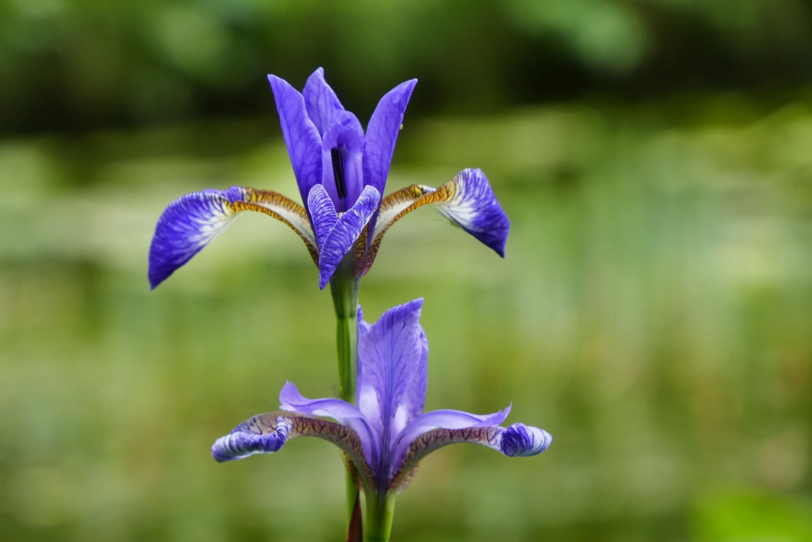Panasonic Lumix DMC-ZS100 (Lumix DMC-TZ100) sample photo. Iris, purple iris, purple photography