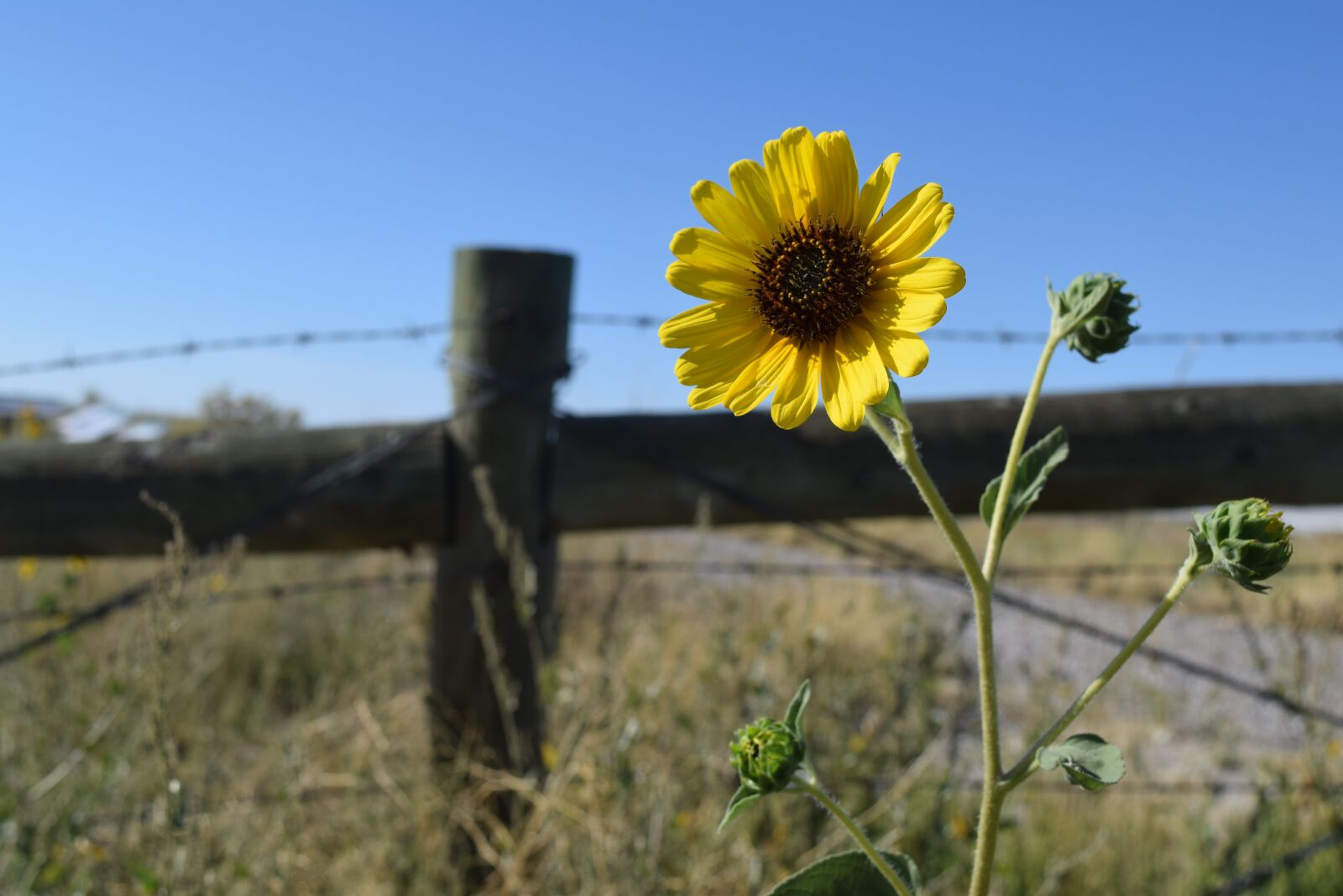 Nikon D3300 sample photo. Flower, wild, nature photography