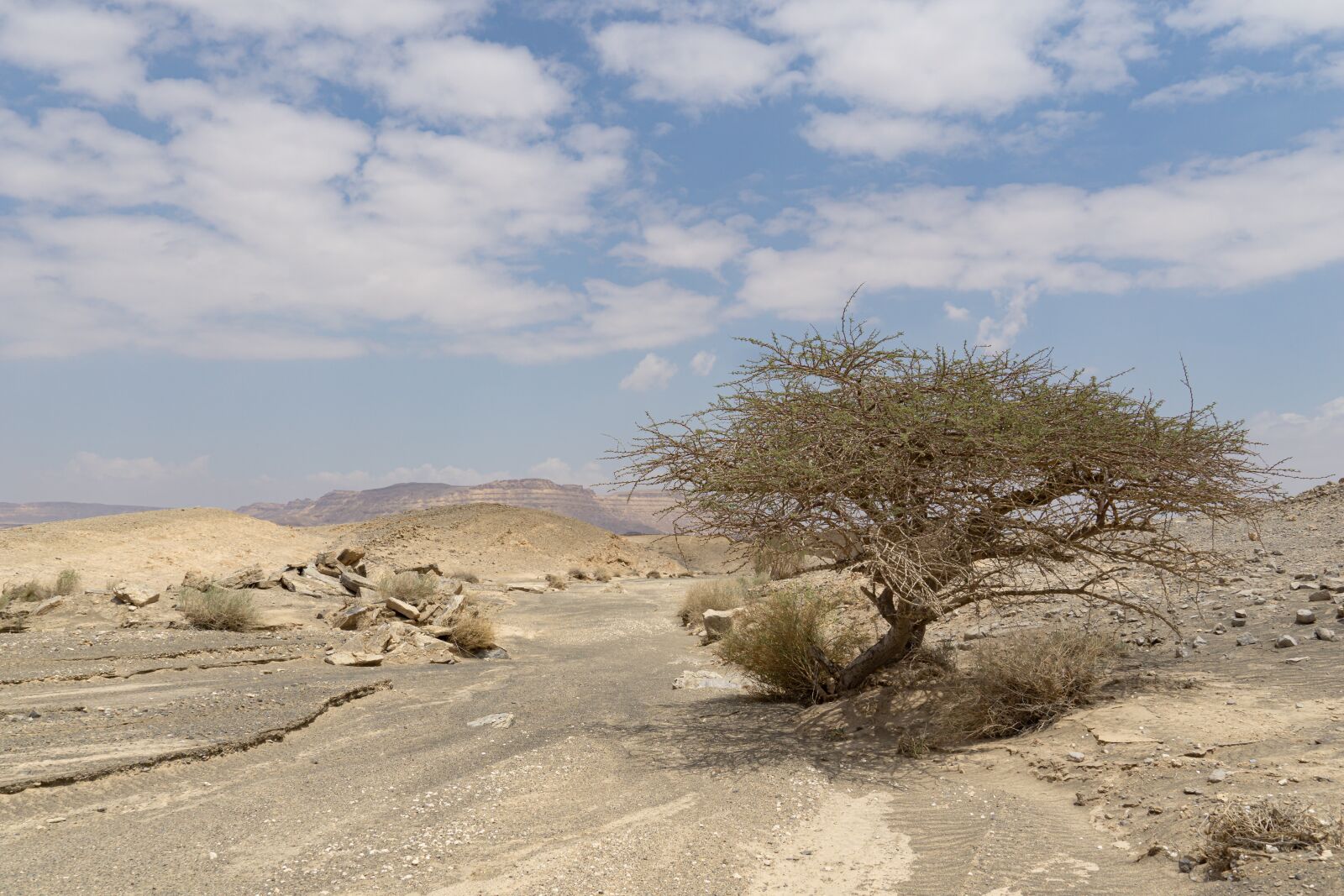 Sony a6000 sample photo. Tree, desert, landscape photography