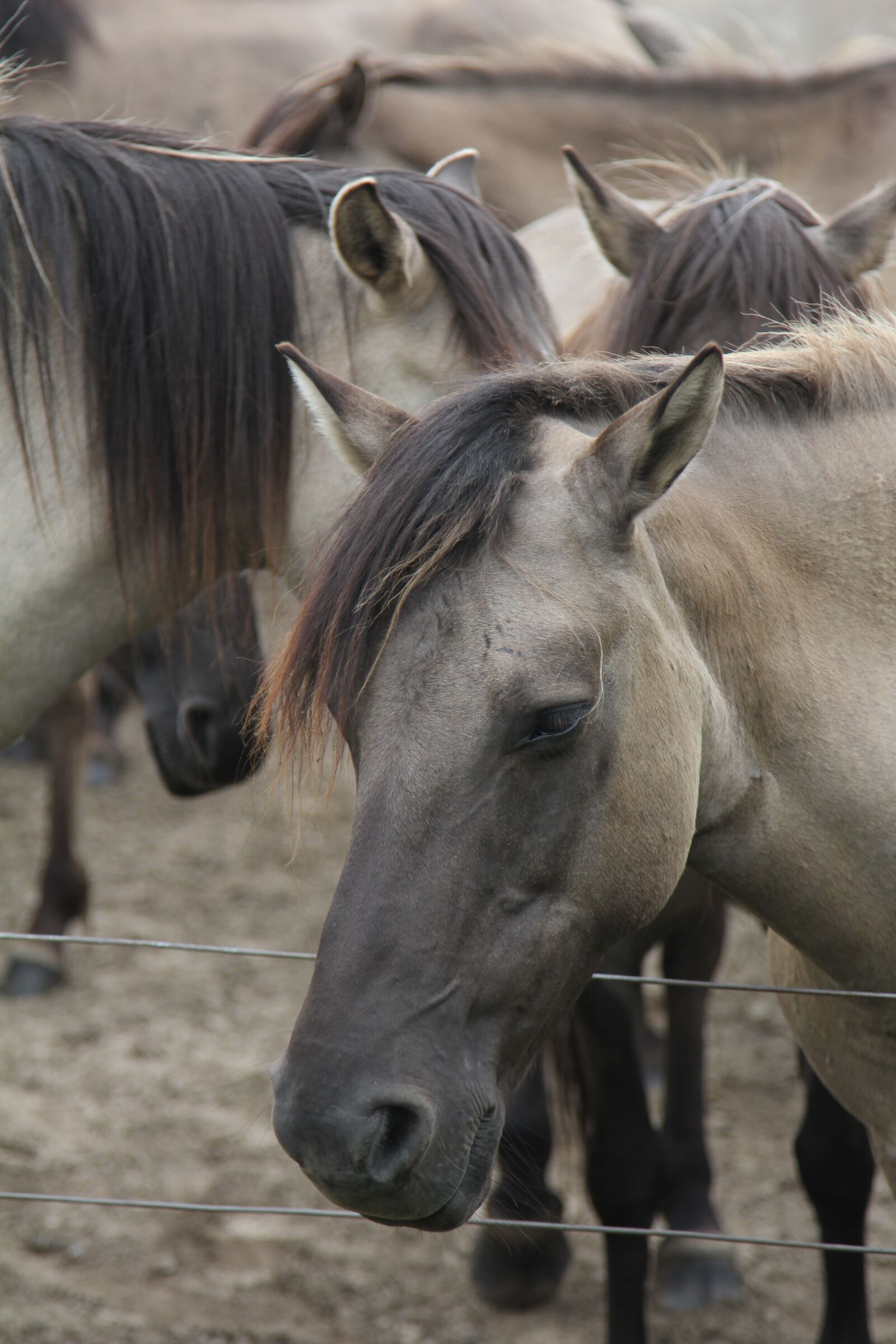 Canon EOS 60D + Canon EF 24-105mm F4L IS USM sample photo. Horse, ride, rural photography