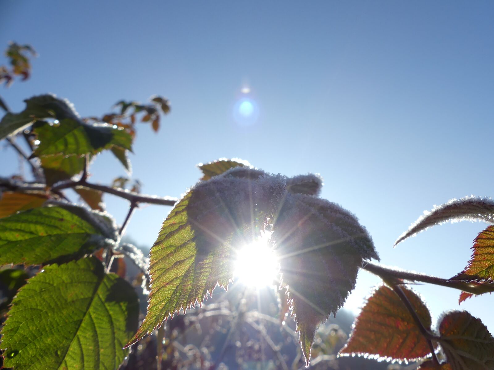 Panasonic Lumix DMC-FZ300 sample photo. Brombeerlaub, sun, frost photography