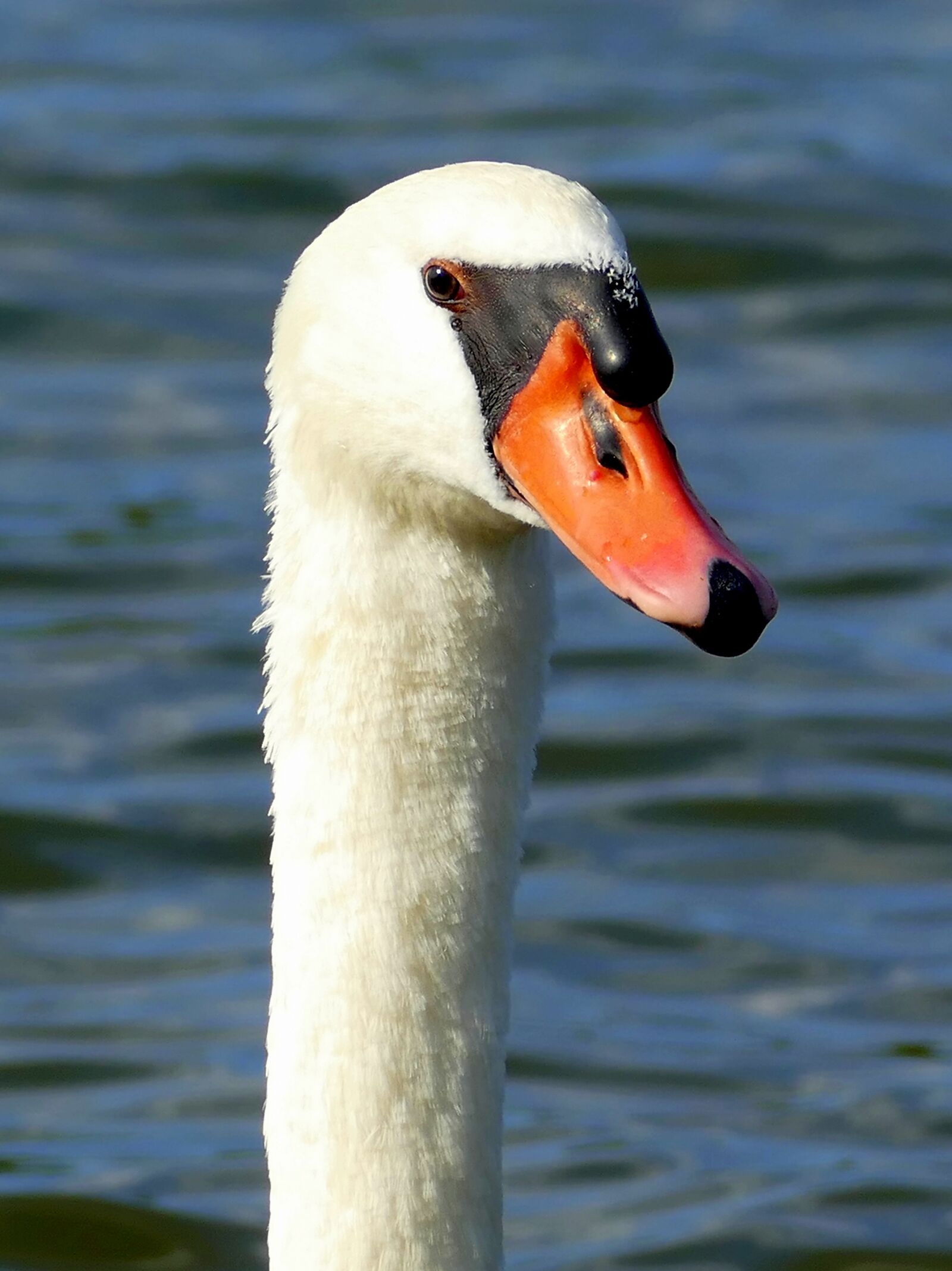 Panasonic Lumix DMC-FZ1000 sample photo. Swan, swan head, water photography