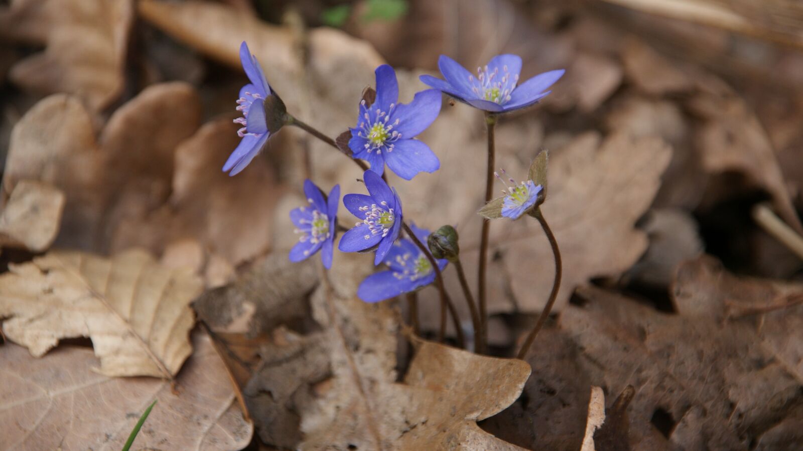 Sony Alpha DSLR-A300 sample photo. Blue flowers, leaves, macro photography