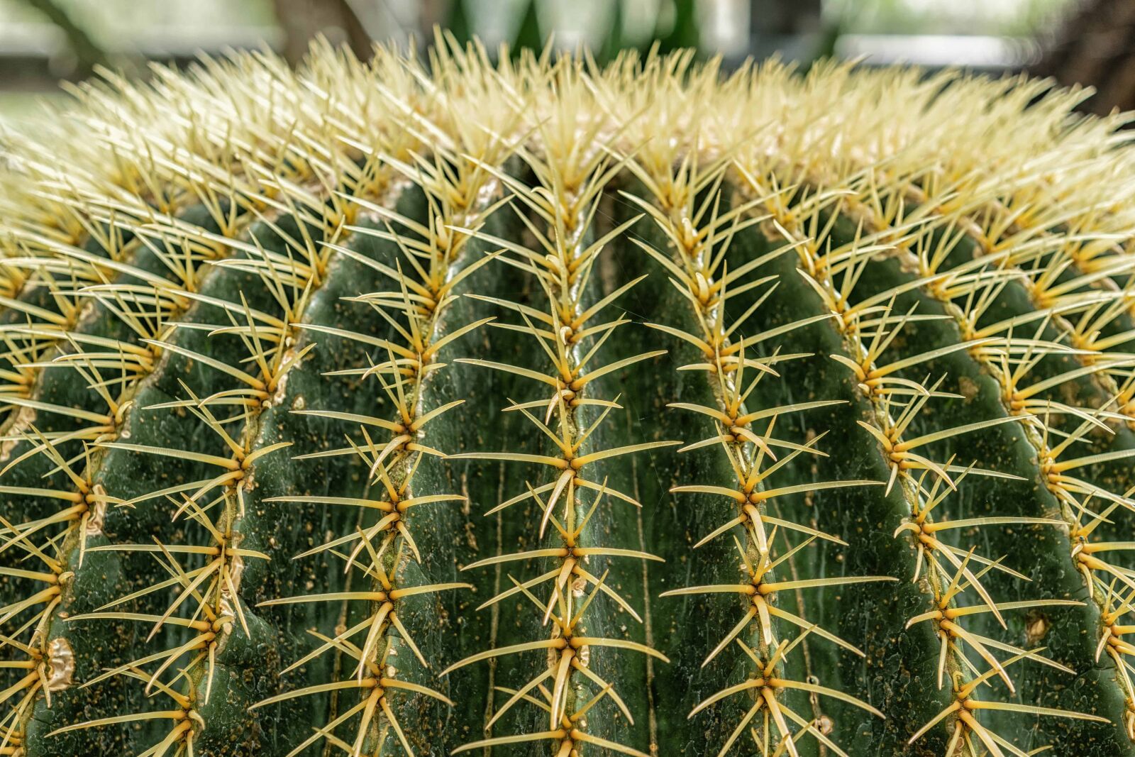 Nikon D3300 sample photo. Garden, spike, cactus, sharp photography