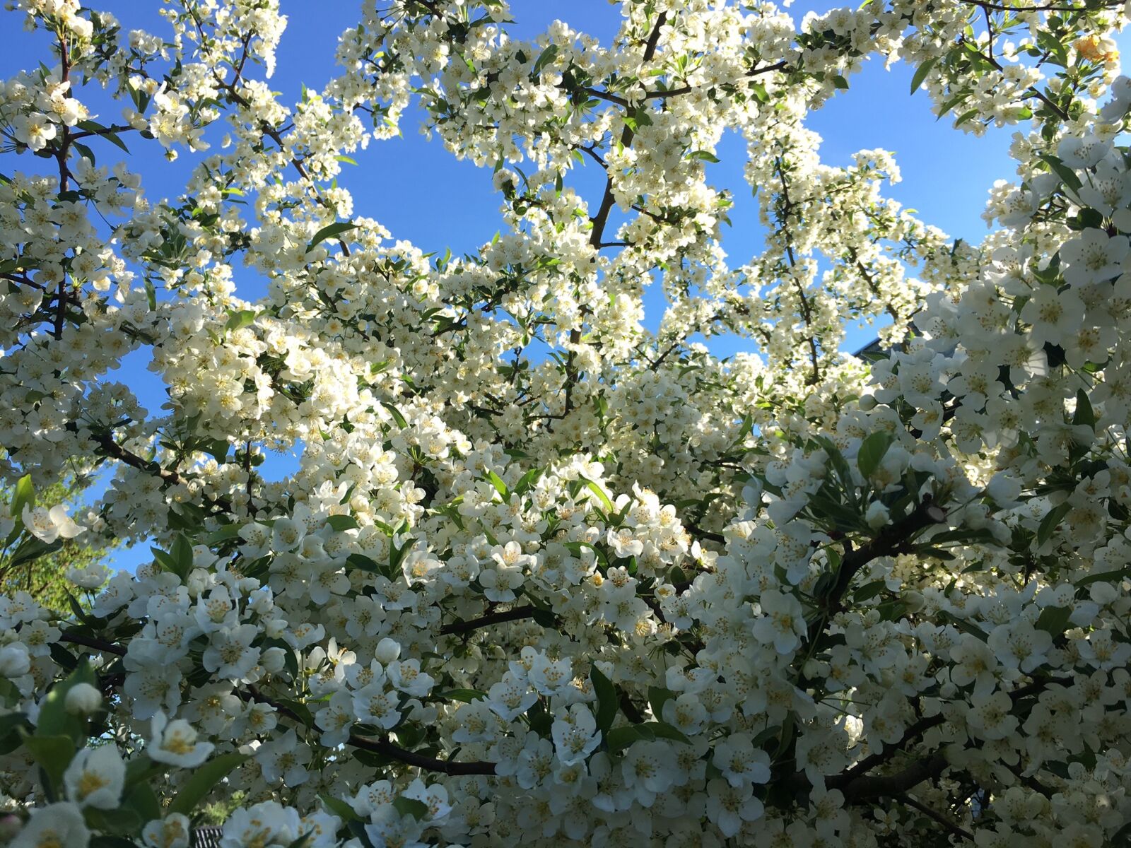 Apple iPhone 6s sample photo. Tree, branch, flower photography