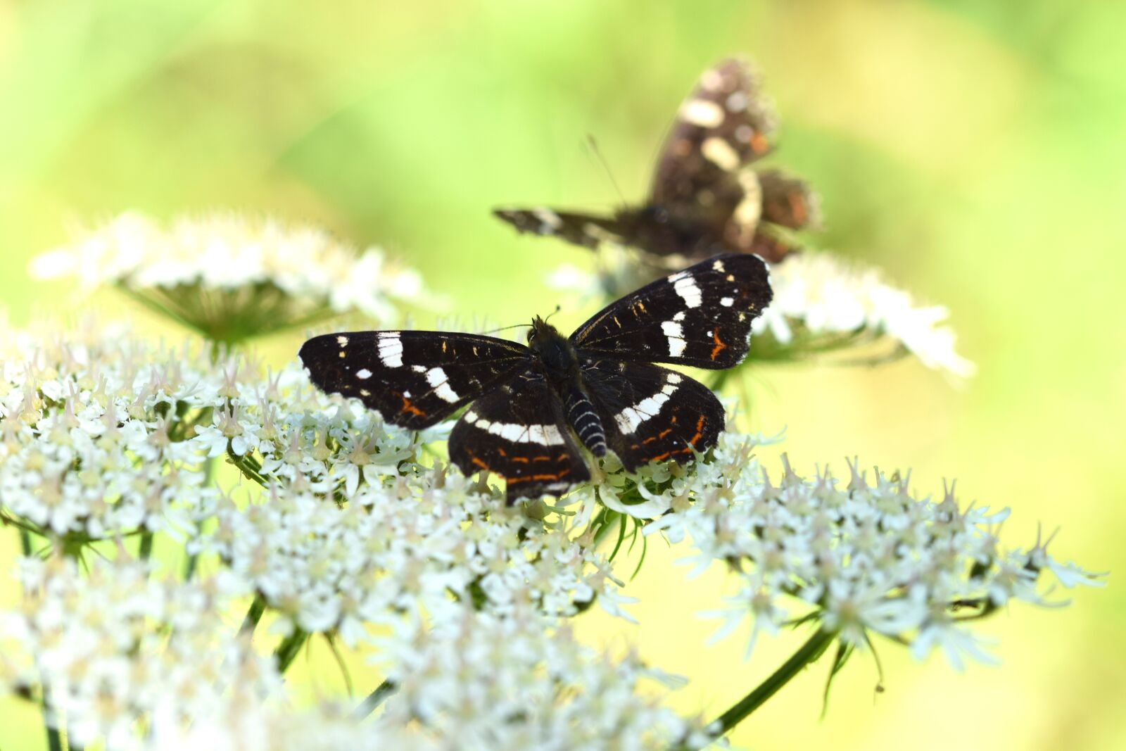 Nikon D5300 sample photo. Summer, butterfly, flowers photography