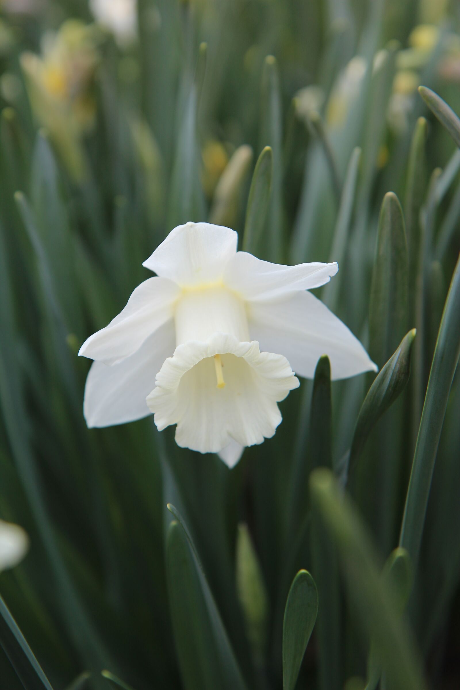 Canon EOS 600D (Rebel EOS T3i / EOS Kiss X5) sample photo. Flowering, spring, nature photography