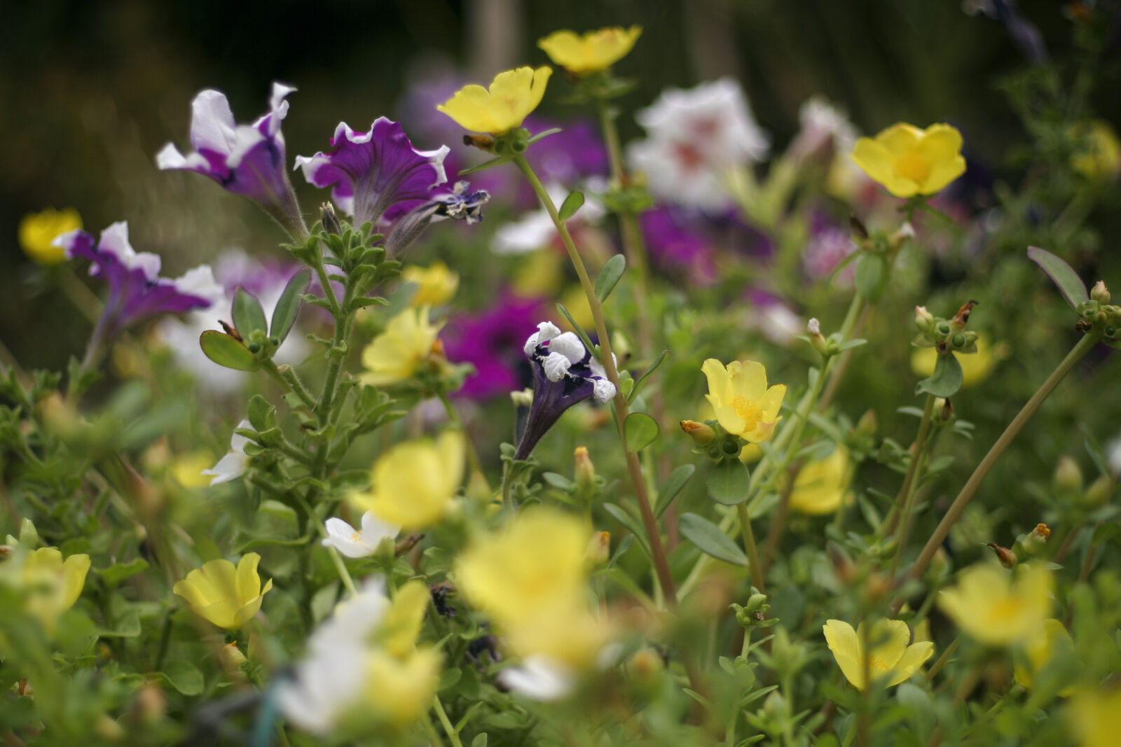 Canon EOS 10D sample photo