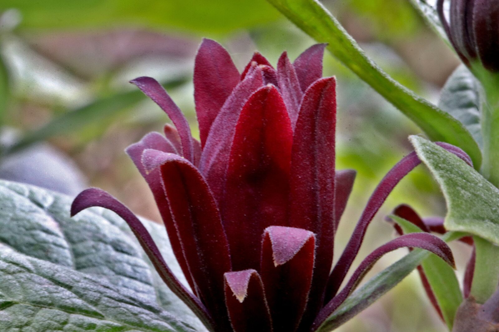 Canon EOS 800D (EOS Rebel T7i / EOS Kiss X9i) + Tamron SP 90mm F2.8 Di VC USD 1:1 Macro sample photo. Flower, red color, tropical photography