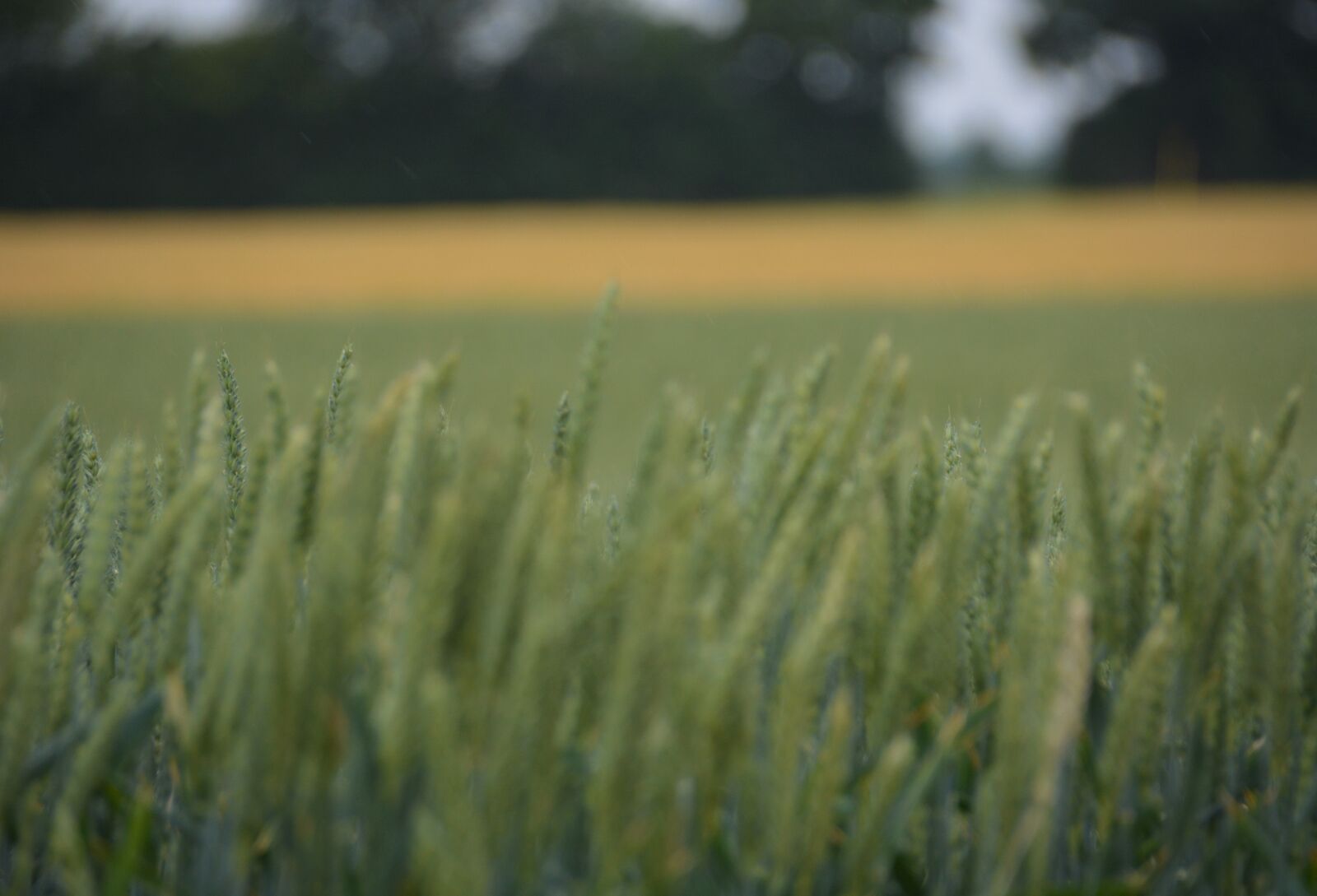 Nikon D5200 sample photo. Wheat field, plant, summer photography