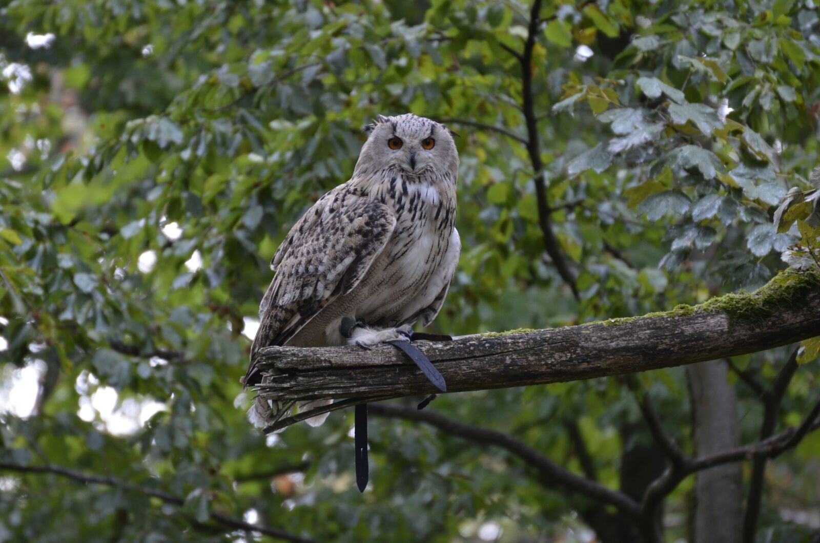 Nikon D5100 sample photo. Eagle owl, feather, bird photography