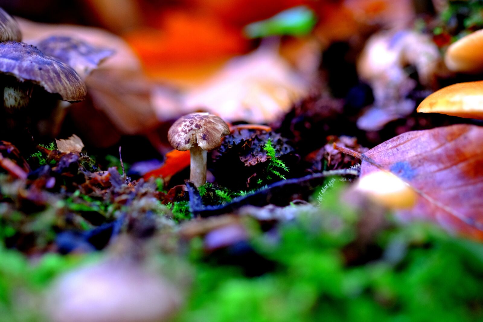 Fujifilm X-T20 sample photo. Mushroom, small, forest photography