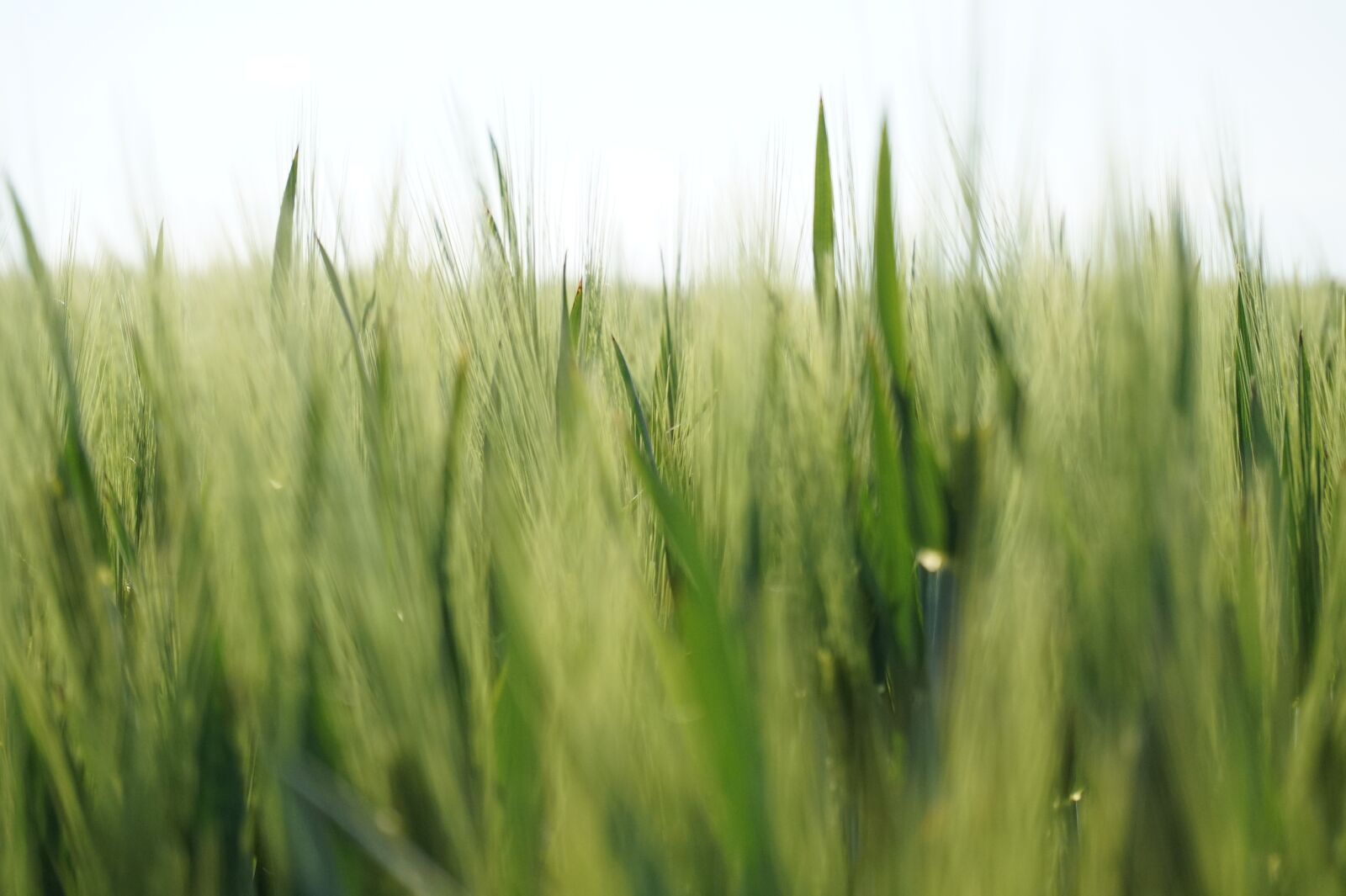 Sony Alpha a5000 (ILCE 5000) sample photo. Barley, bokeh, field photography