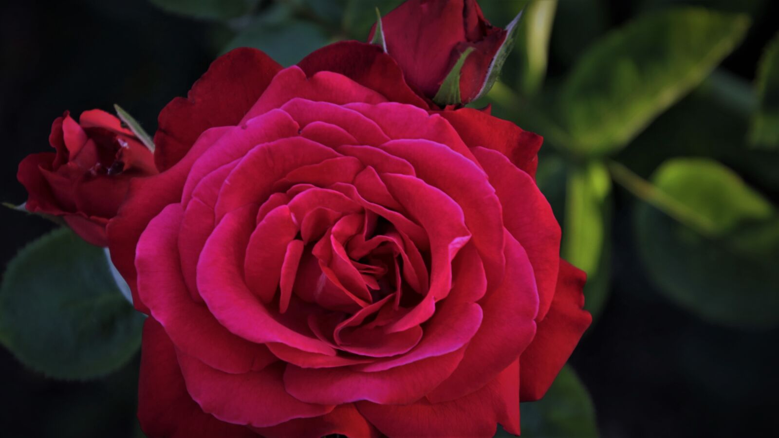 Canon EOS 80D sample photo. Red rose, the petals photography