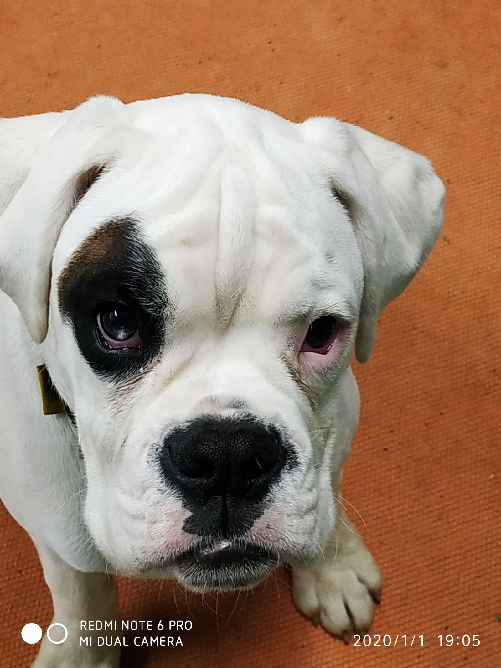 Xiaomi Redmi Note 6 Pro sample photo. Boxer, white boxer, dog photography