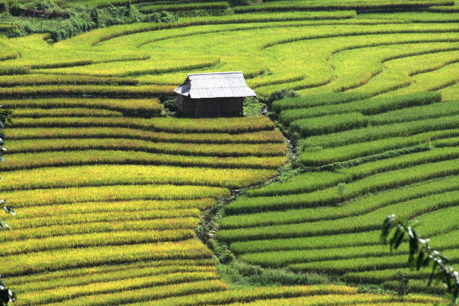 Canon EOS 40D sample photo. Rice, field, vietnam landscape photography