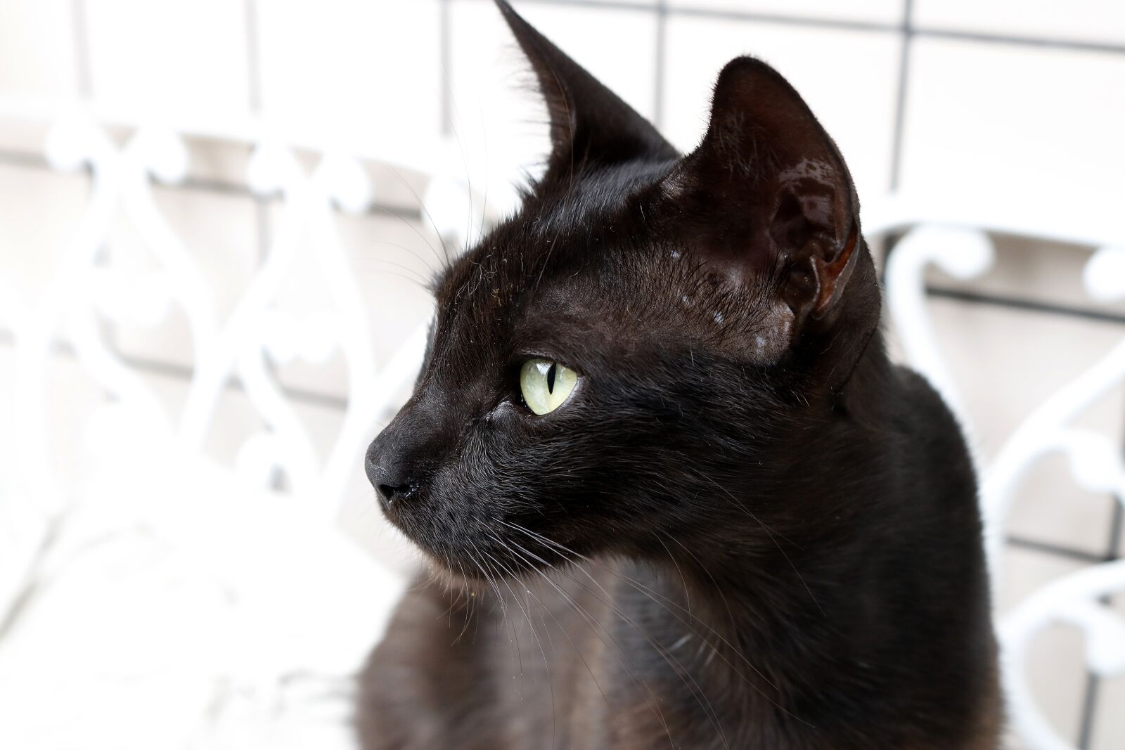 Canon EOS 750D (EOS Rebel T6i / EOS Kiss X8i) sample photo. Gata, feline, gata negra photography