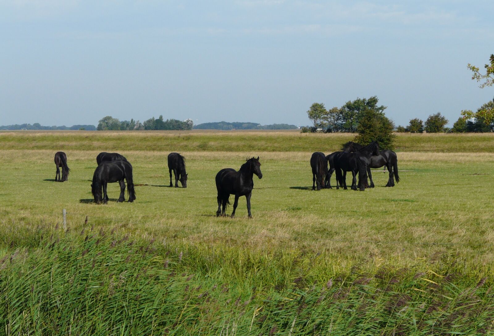 Panasonic DMC-FZ18 sample photo. Friesland, horses, nature photography