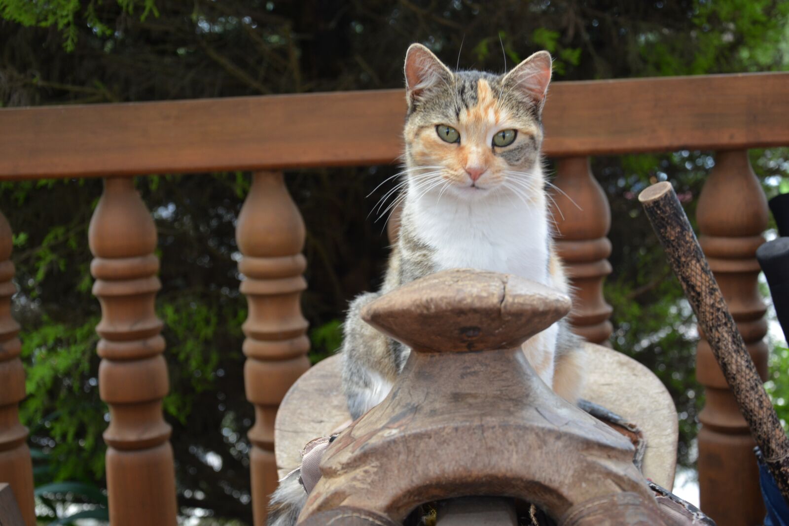 Nikon D7100 sample photo. Cat, pet, feline photography