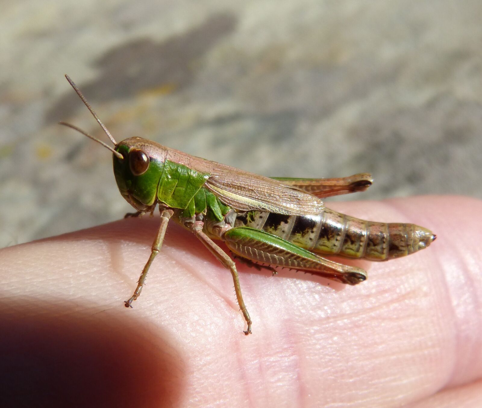 Panasonic DMC-FZ62 sample photo. Lobster, grasshopper, pyrenee catalunya photography