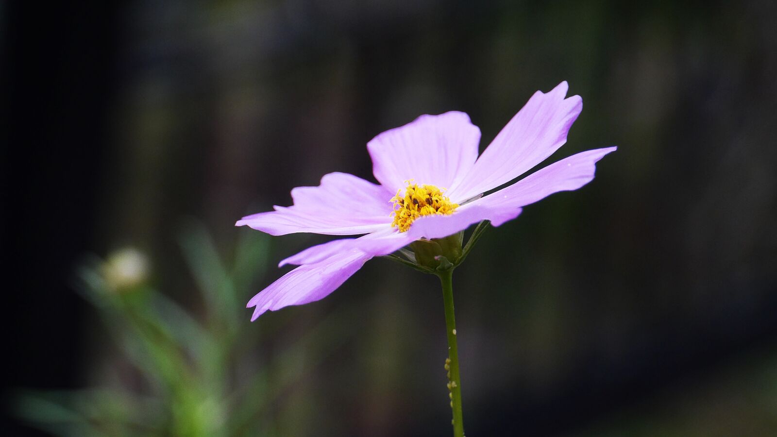 Panasonic Lumix DMC-GH3 sample photo. Cosmos, plants, nature photography