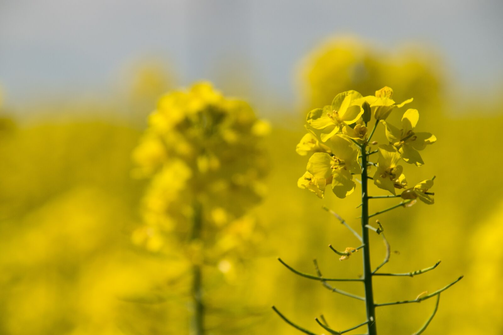 Nikon D3300 sample photo. Nature, flower, plant photography